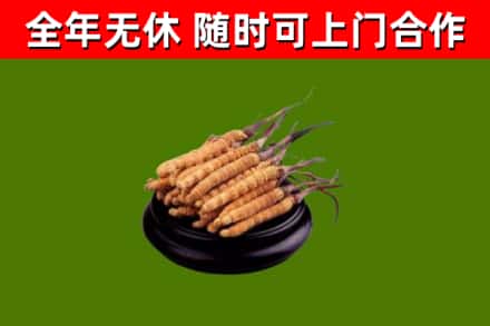 石城回收散虫草