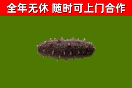 石城回收海参干